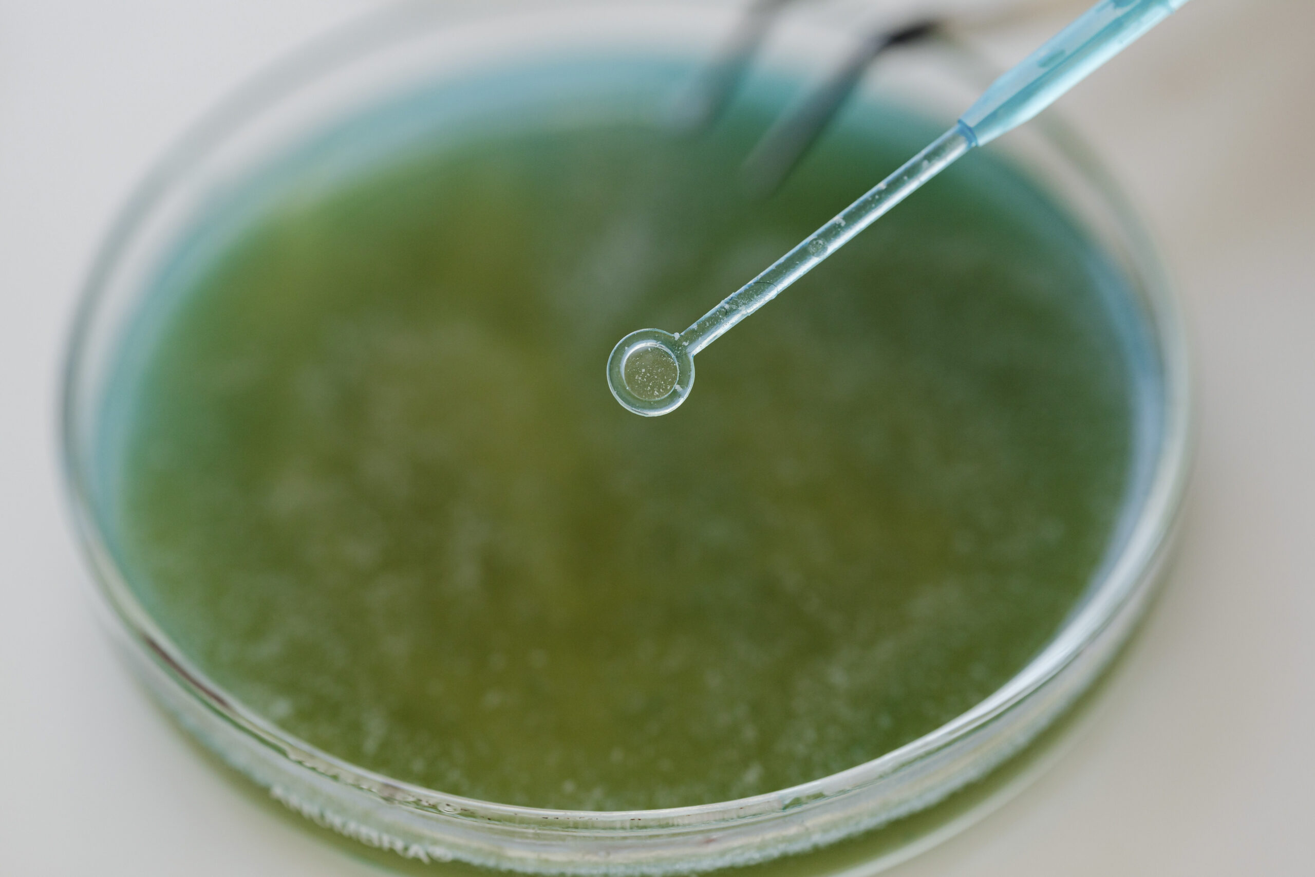 VU LSC Researchers Develop a New Tool for Controlling Gene Activity and Lithuania’s First Genetically Modified Vertebrates